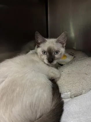 A baby small-sized female Domestic Short Hair cat named Fiyero for adoption in Annapolis, MD