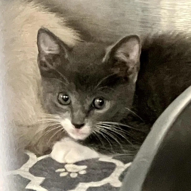 A baby small-sized female Gray / Blue / Silver Domestic Short Hair cat named Tiffy for adoption in Port Charlotte, FL