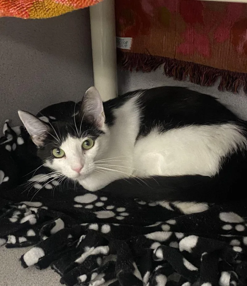 A young small-sized female Black Domestic Short Hair cat named Mindi for adoption in Alexandria, VA