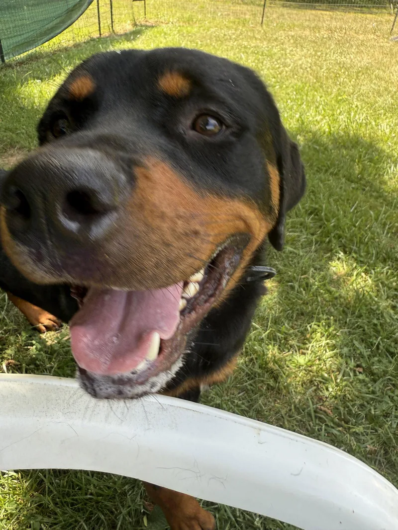 A young large-sized male Rottweiler dog named Enzo for adoption in Mooresville, NC