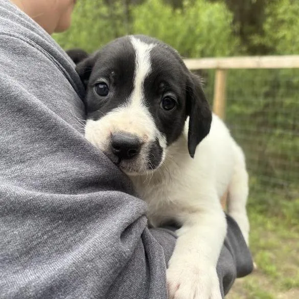 A baby small-sized female White / Cream Labrador Retriever dog named The Cure for adoption in North Charleston, SC