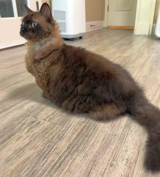 An adult large-sized male Munchkin cat named Aj for adoption in Powder Springs, GA