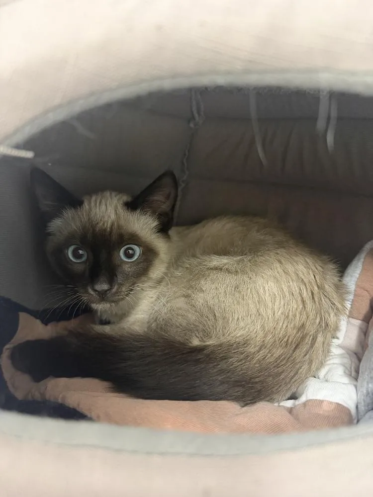 A baby small-sized male Siamese cat named Jack Sparrow for adoption in Salmon, ID