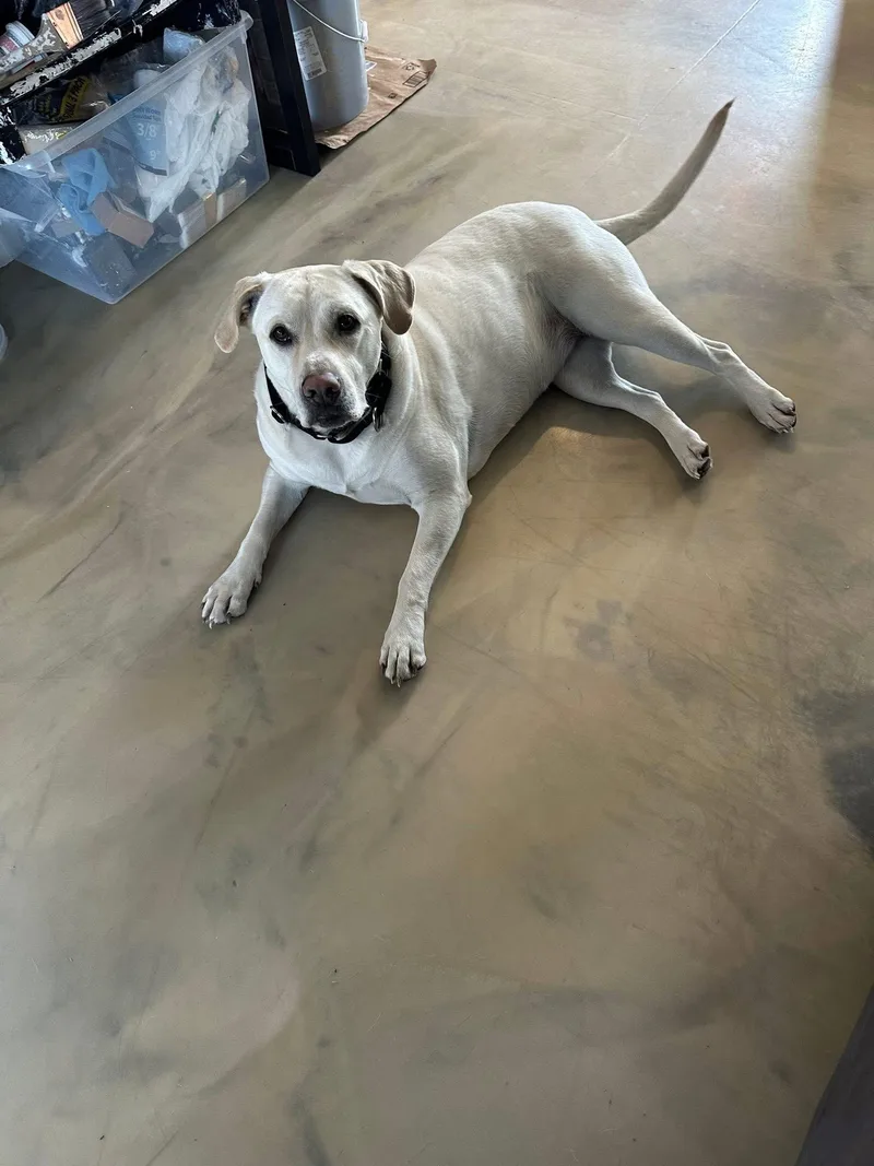 An adult large-sized female Labrador Retriever dog named Savanna for adoption in New London, WI