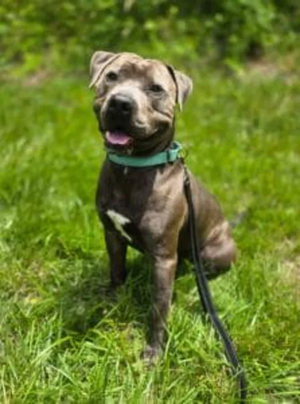 An adult medium-sized male Pit Bull Terrier dog named Baloo for adoption in Salisbury, MD
