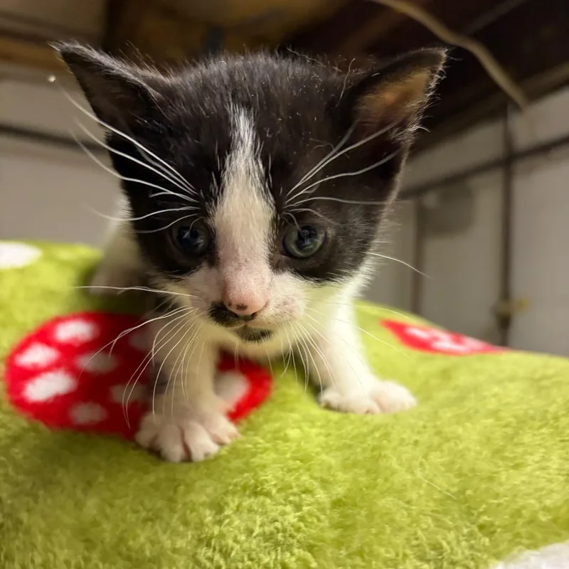 A baby small-sized male Black Domestic Short Hair cat named Ham for adoption in Newark, NJ