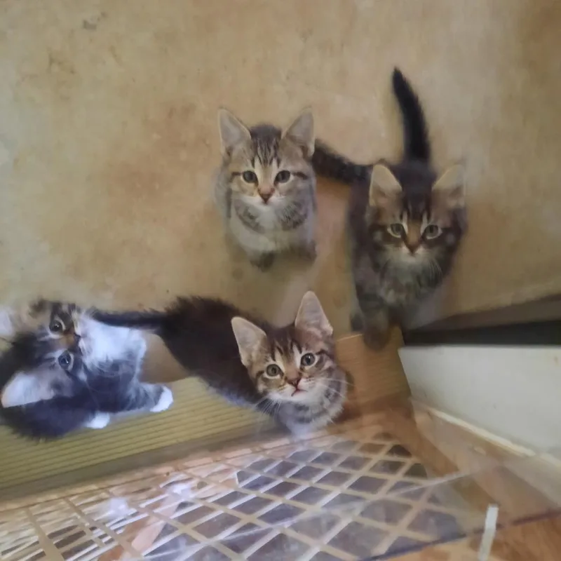 A baby small-sized female Brown / Chocolate Domestic Short Hair cat named Efflux for adoption in Rochester, MN