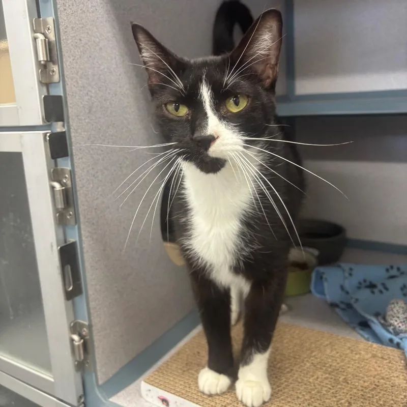 An adult large-sized male Black Domestic Short Hair cat named Ravi for adoption in Marshalltown, IA