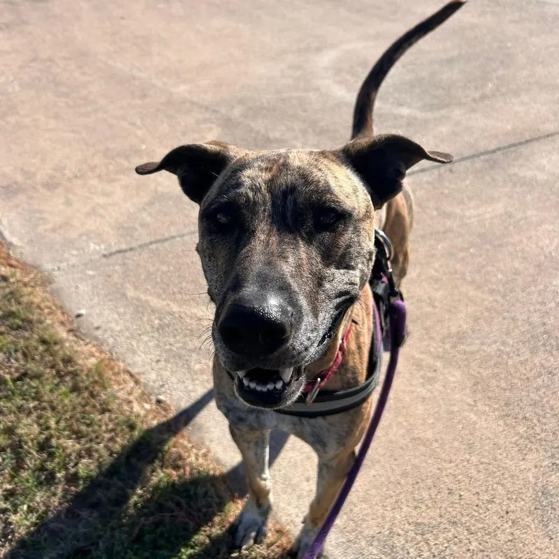 An adult large-sized male Yellow / Tan / Blond / Fawn Terrier dog named Shere Khan for adoption in Kyle, TX