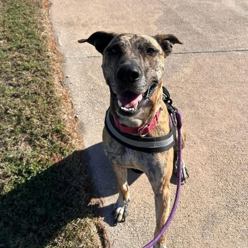 Shere Khan thumbnail 2