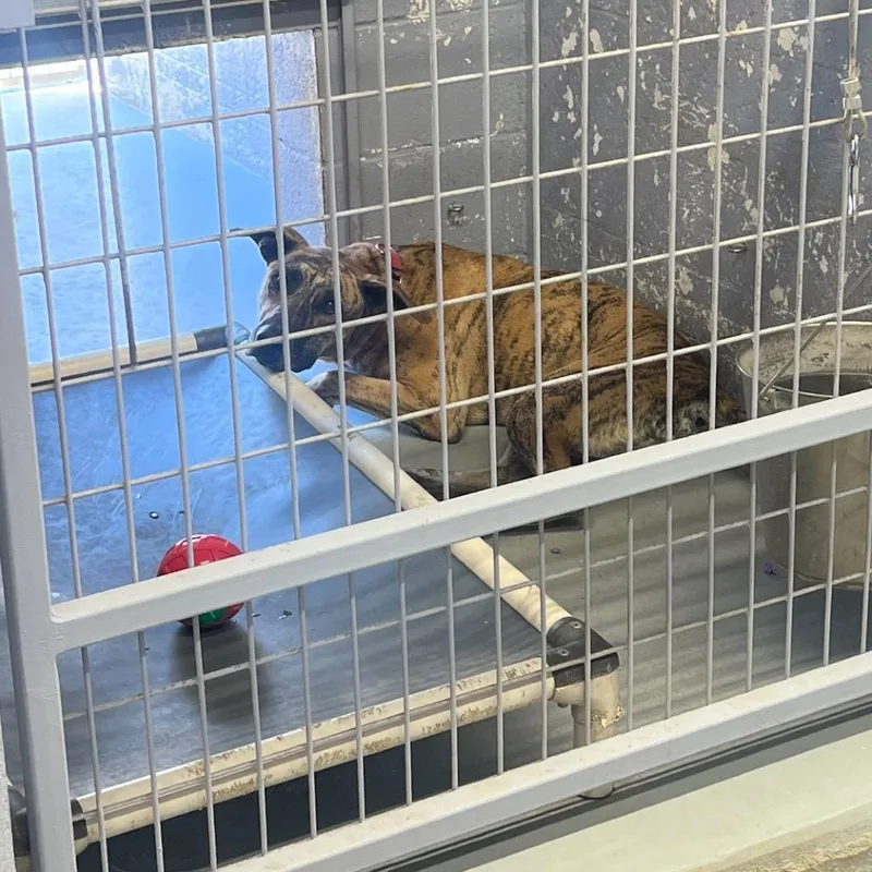 Shere Khan thumbnail 6