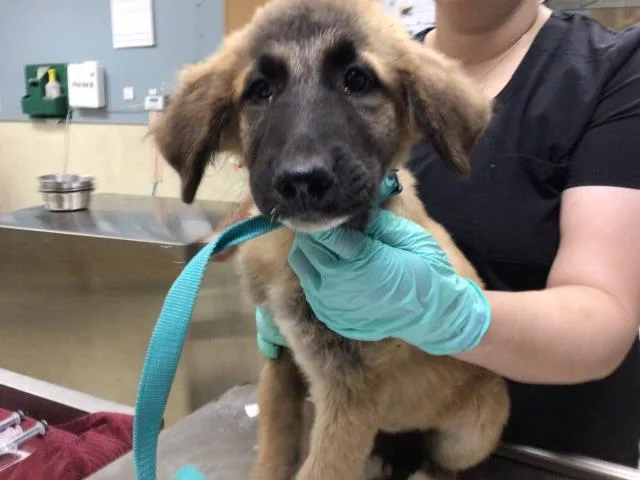 A young small-sized female Shepherd dog named Maya for adoption in Riverside, CA