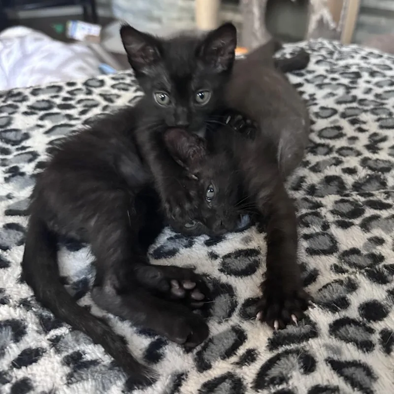 A baby small-sized female Black Domestic Short Hair cat named Youssef for adoption in Austin, TX