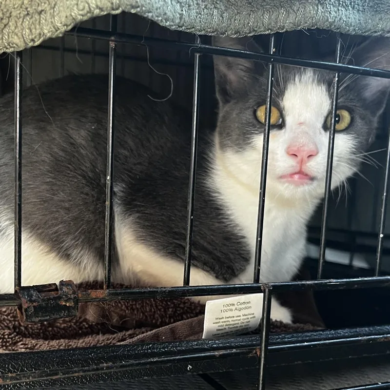 A baby small-sized male White American Shorthair cat named Bilbo for adoption in Greensboro, NC