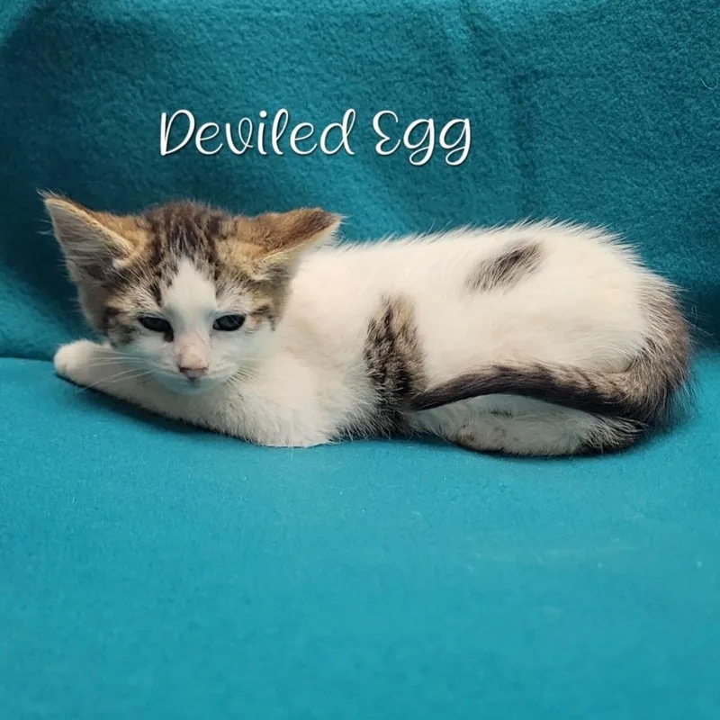A baby small-sized male White Domestic Short Hair cat named Deviled Egg for adoption in Parkersburg, WV