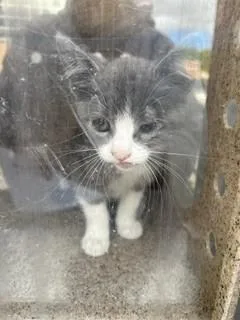 A baby small-sized female Domestic Short Hair cat named Jenny for adoption in Stockton, CA