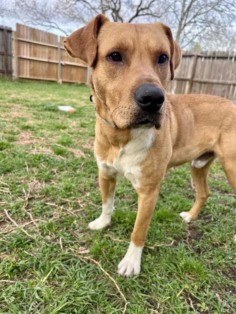 An adult medium-sized male Yellow / Tan / Blond / Fawn Labrador Retriever dog named Davidson for adoption in Houston, TX