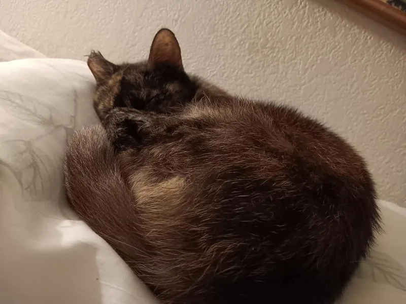 Snickers thumbnail 2