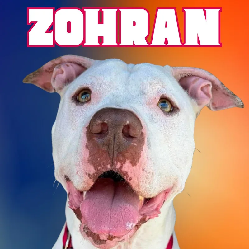 Zohran