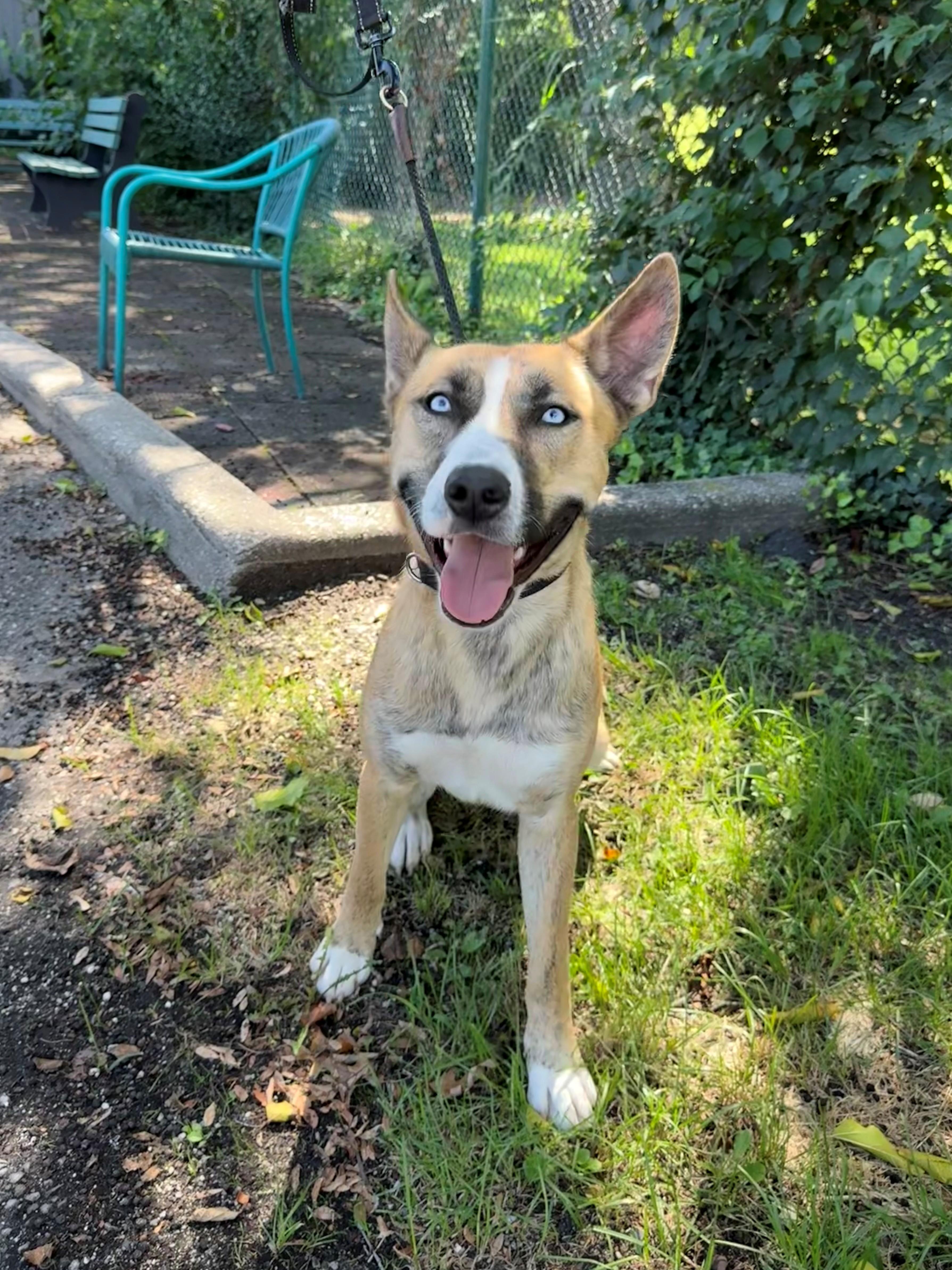 A young medium-sized female Husky dog named Dolly for adoption in East Northport, NY
