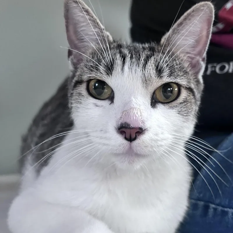 A young medium-sized female Brown / Chocolate Domestic Short Hair cat named Wilma for adoption in East Hanover, NJ