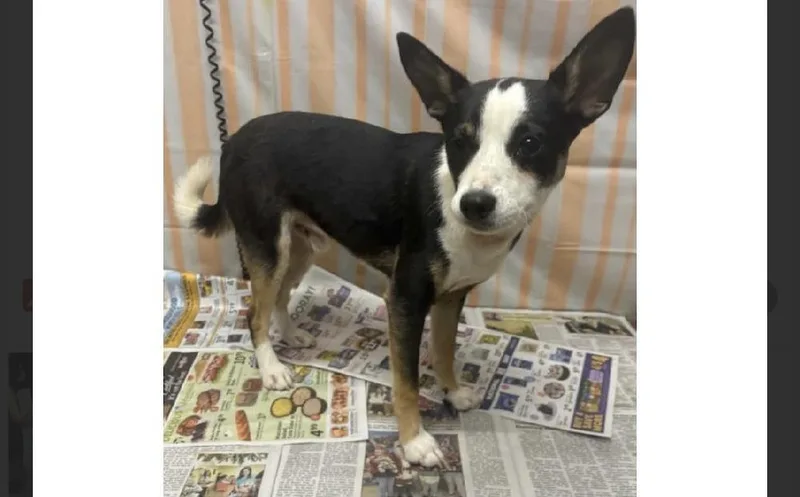 A young small-sized male Rat Terrier dog named Toot for adoption in Willingboro, NJ