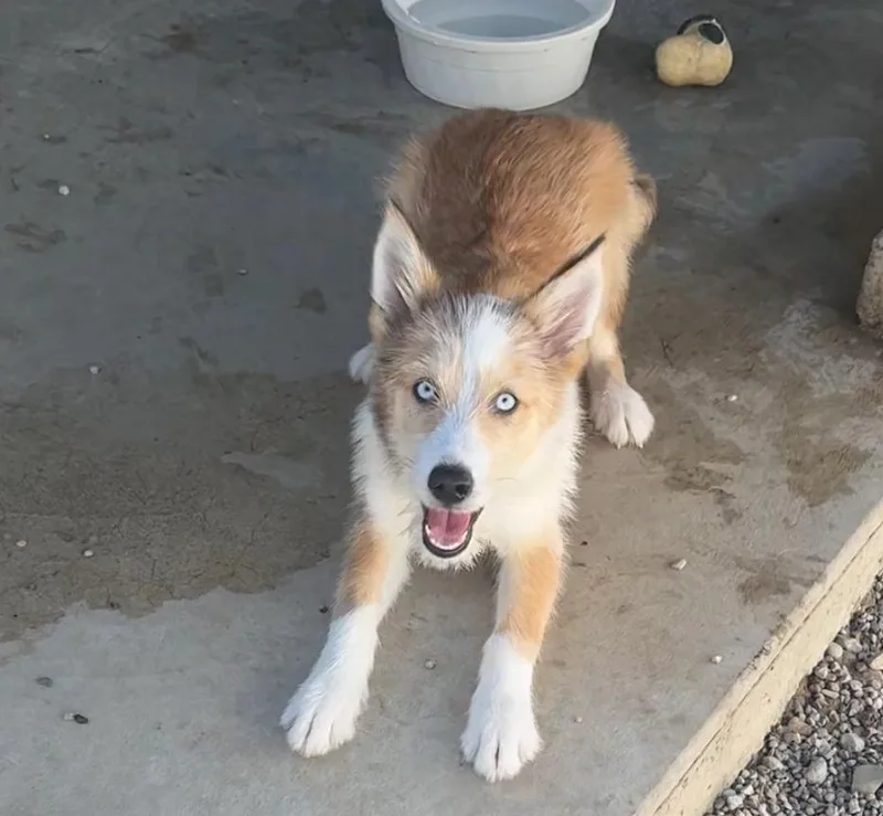 A baby medium-sized female White / Cream Mixed Breed dog named Cora for adoption in Rochester, IN
