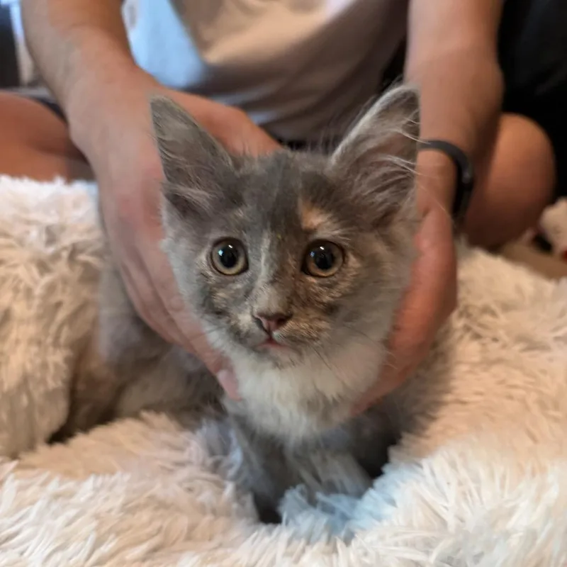 A baby small-sized female Tortoiseshell Domestic Long Hair cat named Nova for adoption in San Antonio, TX