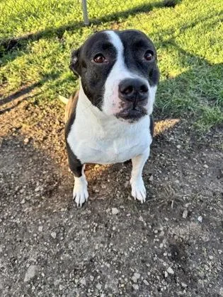 An adult medium-sized male Pit Bull Terrier dog named Cal for adoption in St. Anne, IL