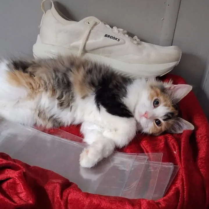 A baby small-sized female Calico Domestic Medium Hair cat named Keke for adoption in HERNANDO, MS