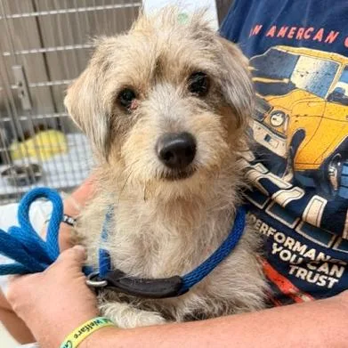 An adult small-sized male Yellow / Tan / Blond / Fawn Terrier dog named Ziggy for adoption in Denison, TX