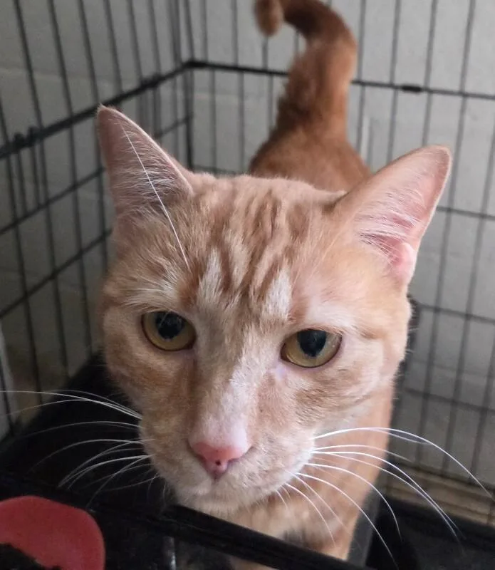 An adult medium-sized female Domestic Short Hair cat named Jane M for adoption in MOUNT AIRY, NC