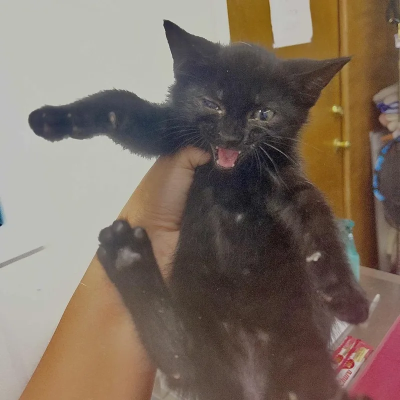 A baby small-sized male Black Domestic Short Hair cat named Biscotti for adoption in Valdosta , GA