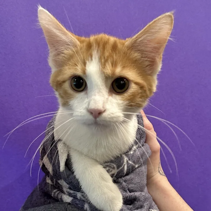 A baby medium-sized male Orange / Red Domestic Short Hair cat named Socks for adoption in Washington Township, OH