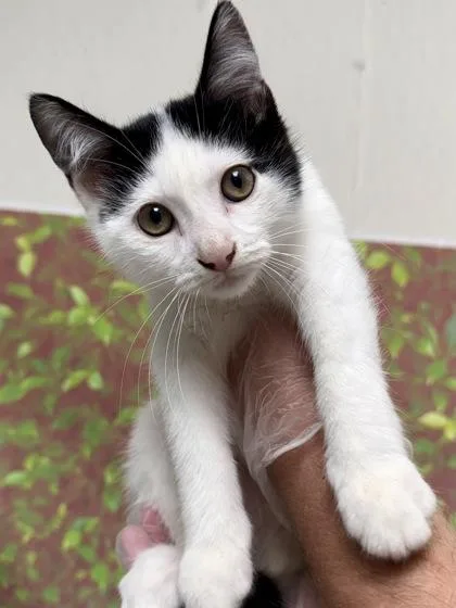 A young small-sized male Domestic Short Hair cat named Peter Parker for adoption in San Antonio, TX