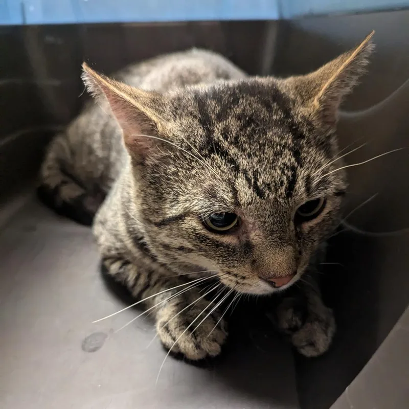 An adult large-sized male Brown / Chocolate Domestic Short Hair cat named Ziggy for adoption in Charlottesville, VA