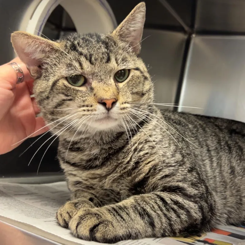 Ziggy thumbnail 2