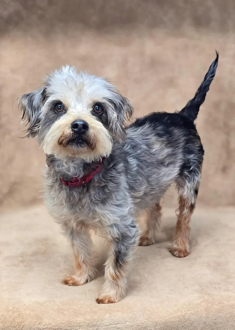 An adult small-sized male Gray / Blue / Silver Yorkshire Terrier dog named Milton for adoption in San Pedro, CA