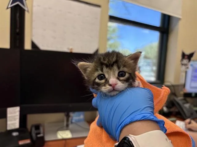 A baby small-sized male Domestic Short Hair cat named Bambi for adoption in Thousand Palms, CA