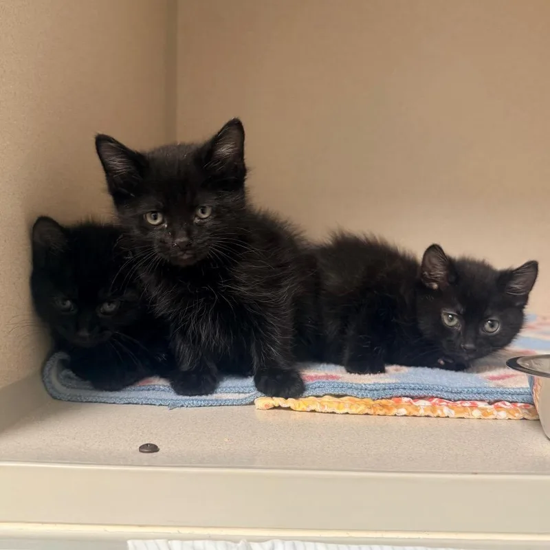 A baby small-sized male Black Domestic Short Hair cat named Louie for adoption in Great Falls, MT