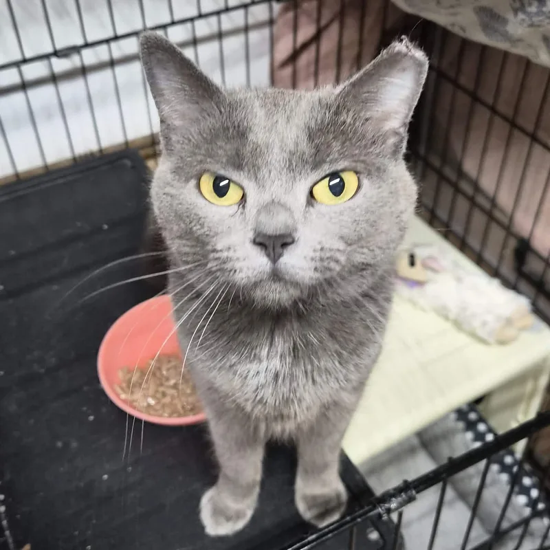 A young medium-sized female Gray / Blue / Silver Domestic Short Hair cat named Mandalorian for adoption in Bellmawr, NJ