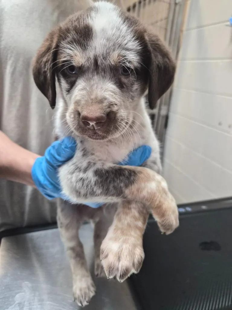 A baby small-sized male Mixed Breed dog named Corbin for adoption in Rome, GA