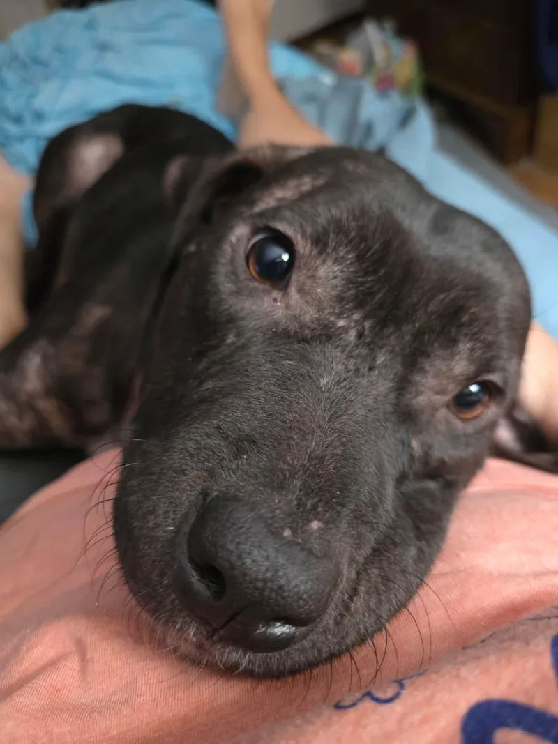 A young medium-sized female Mixed Breed dog named Serenity for adoption in Lutz, FL
