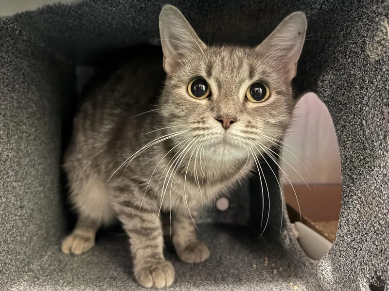 An adult small-sized female Gray & White Domestic Short Hair cat named Glimmery for adoption in Columbus, OH