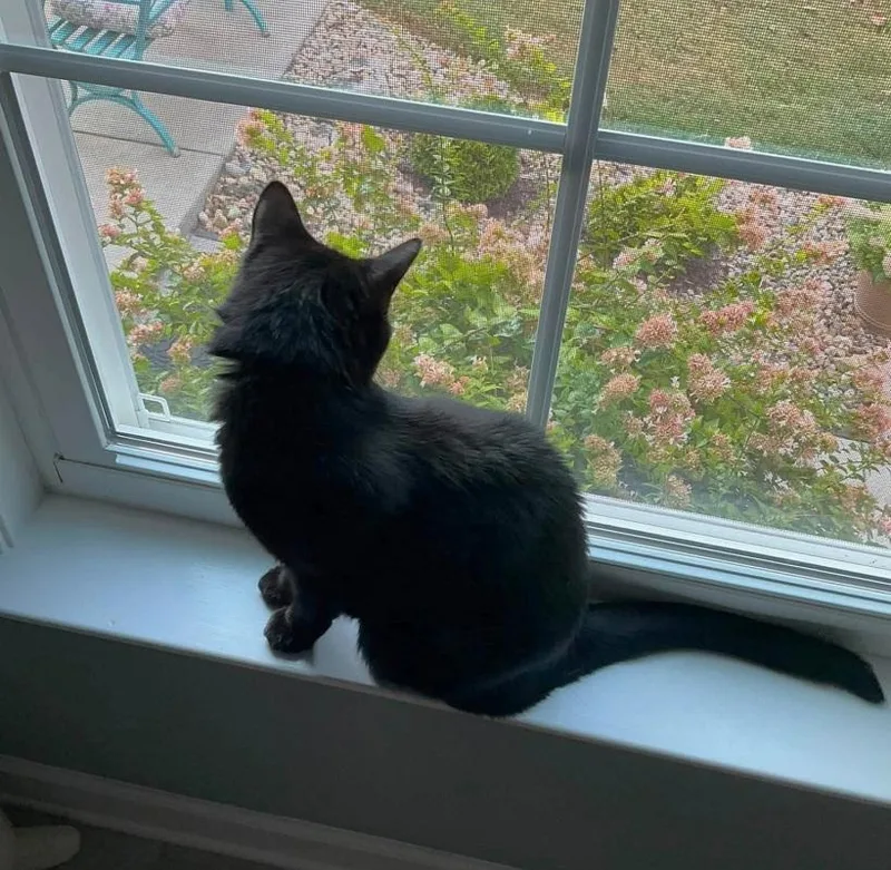 An adult medium-sized female Black Domestic Short Hair cat named Scrappy for adoption in Pegram, TN