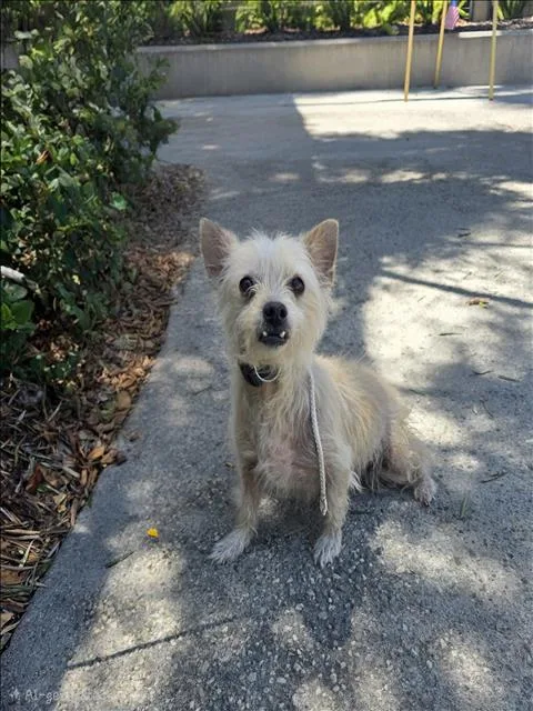 An adult small-sized male Chihuahua dog named Benny for adoption in San Pedro, CA