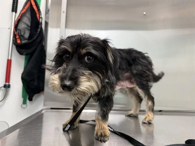 An adult small-sized female Terrier dog named Thistle for adoption in Antioch, CA