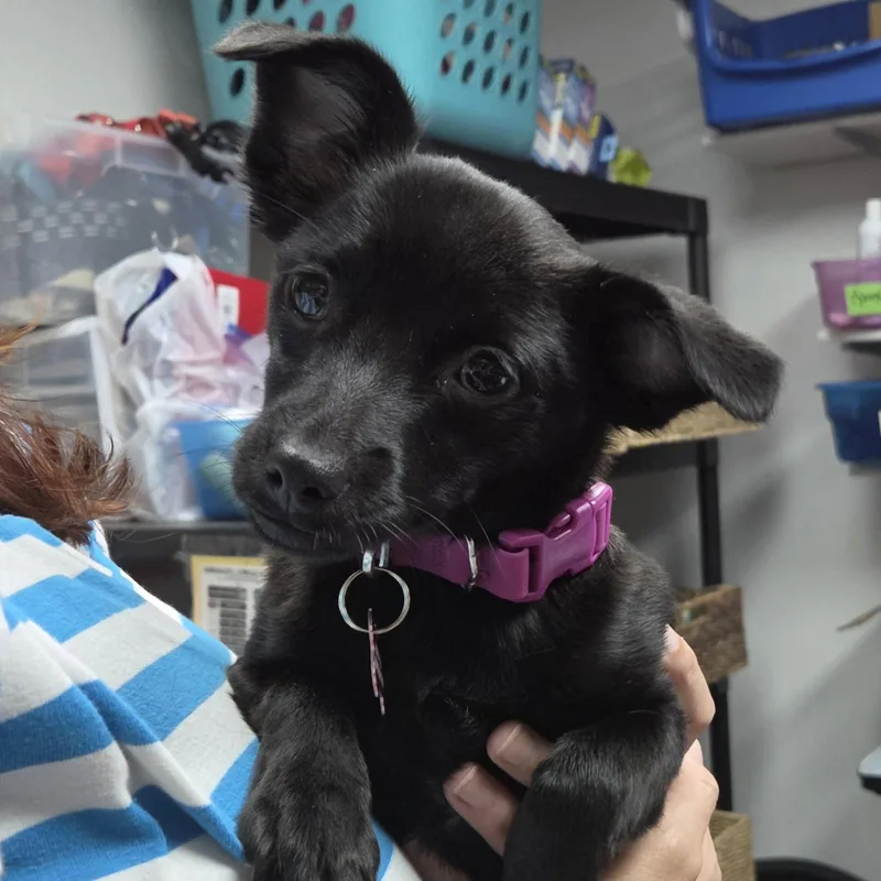 A young small-sized female Chihuahua dog named Chirp for adoption in Fargo, ND