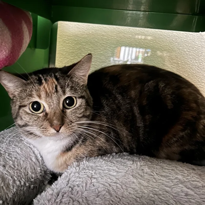 Valkyrie thumbnail 4