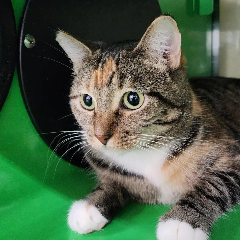 Valkyrie thumbnail 6